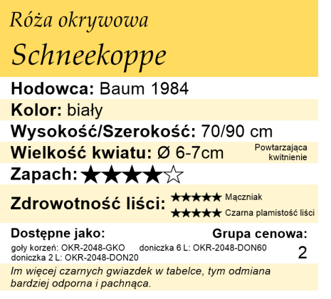 cechy róży okrywowej Schneekoppe